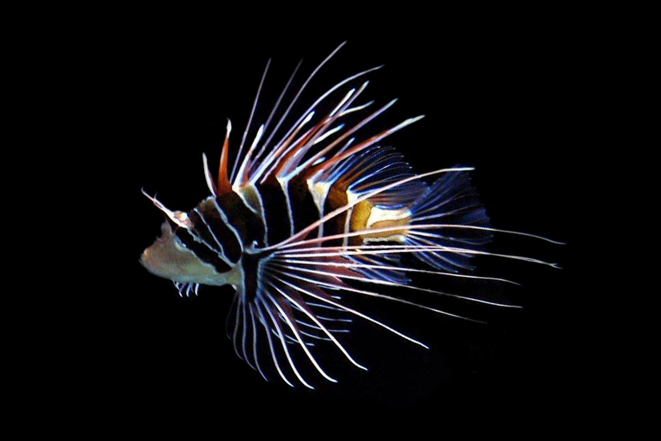 Lionfish