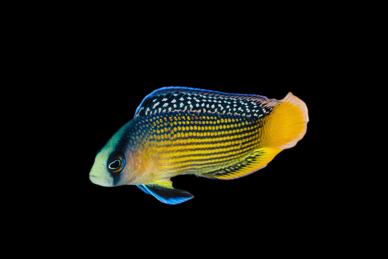 Dottyback