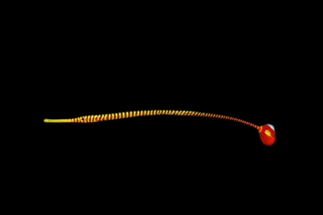 Pipefish