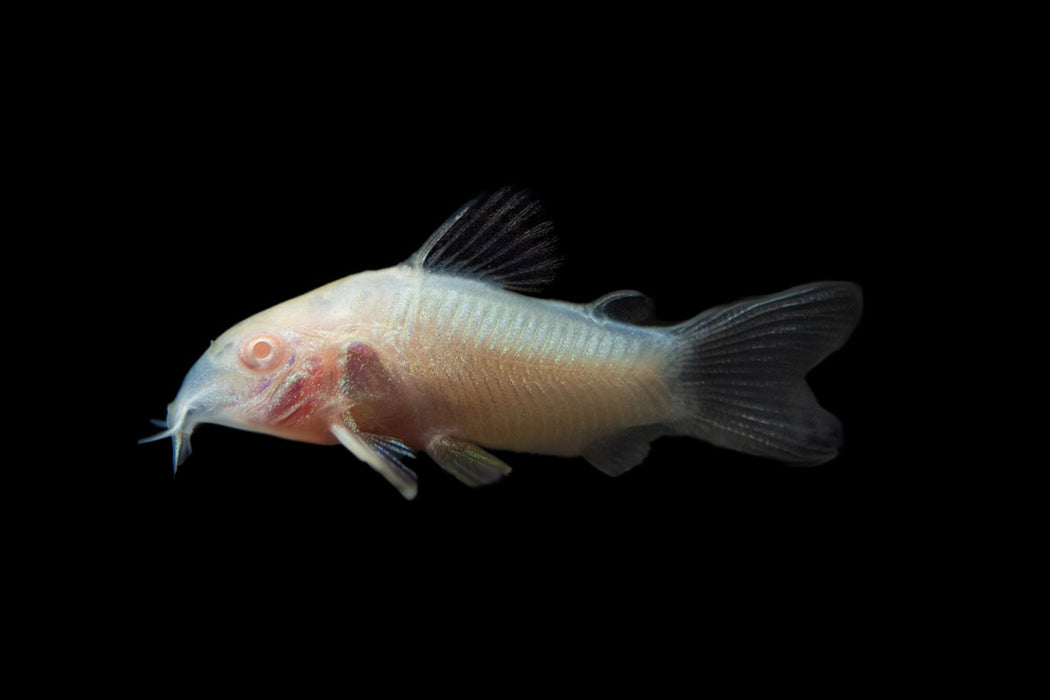 Albino Aeneus Cory Cat