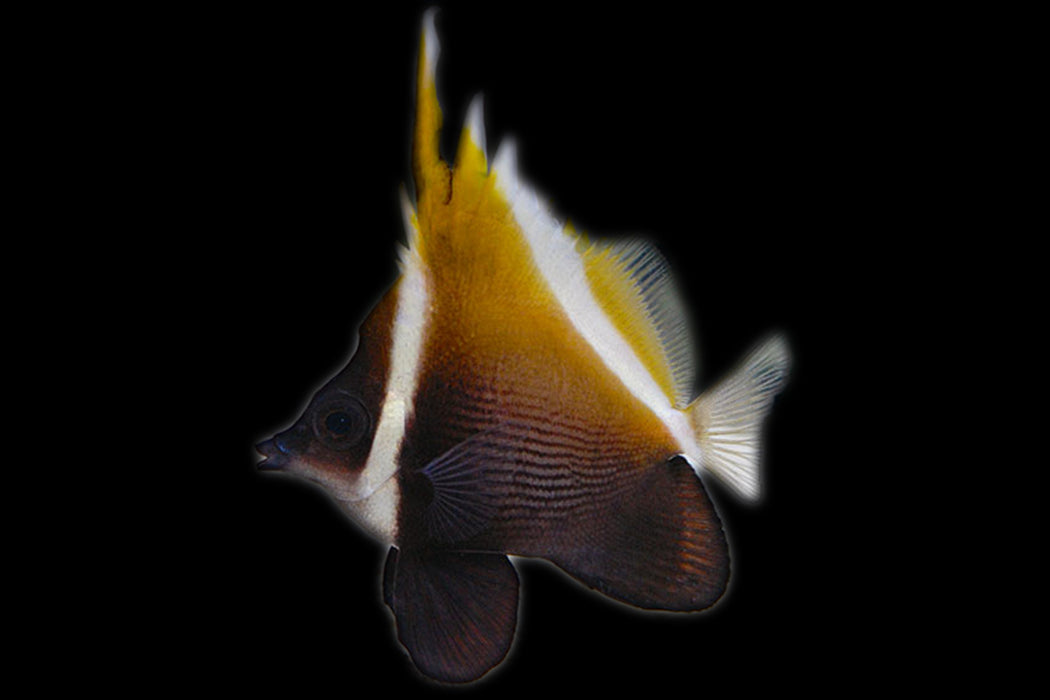 Brown Heniochus Butterflyfish