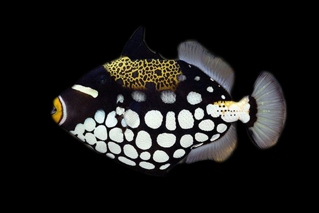 Baby Clown Trigger Balistoides Conspicillum WYSIWYG2 6 8 Cm