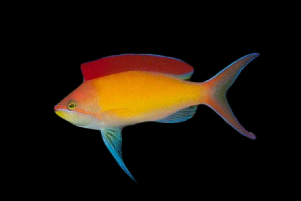 Dispar Anthias