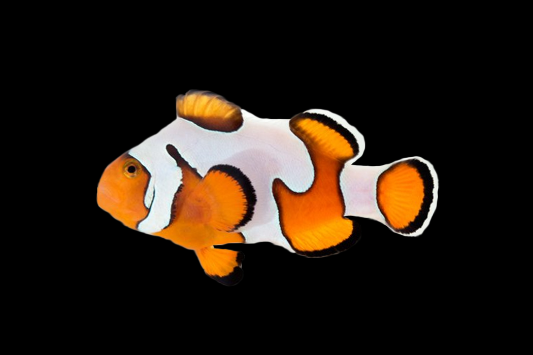 Designer Clownfish