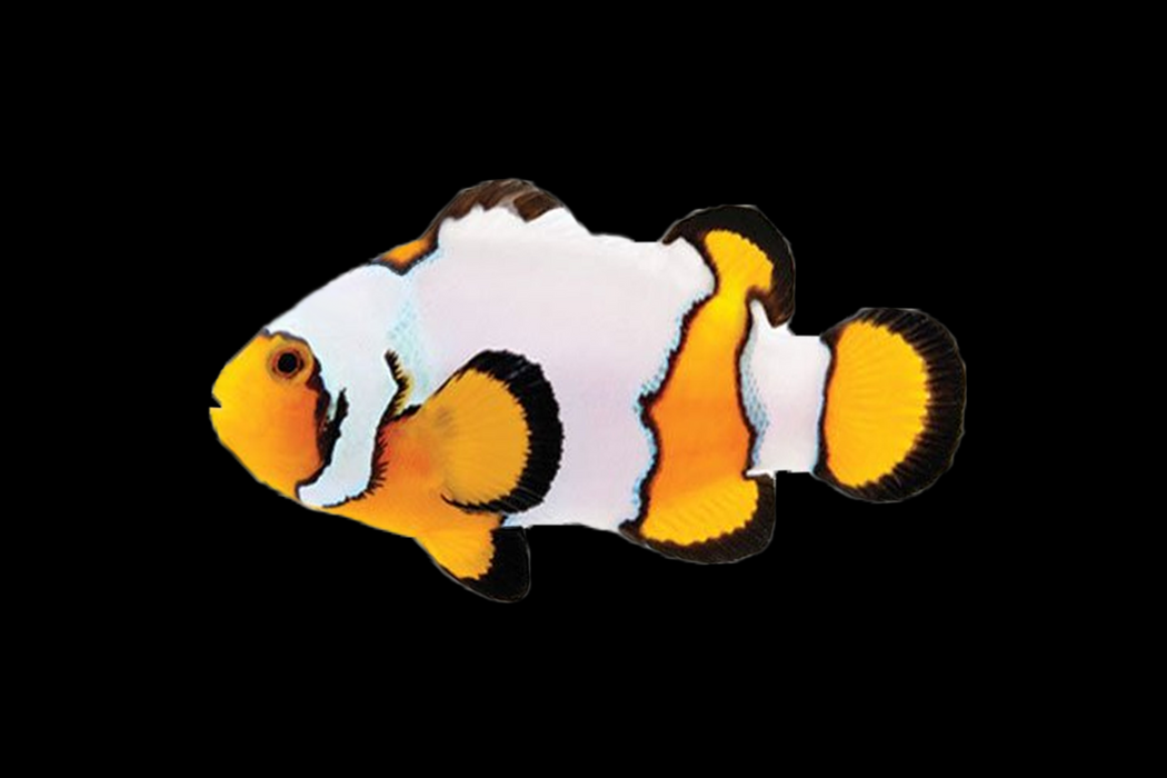 Designer Clownfish