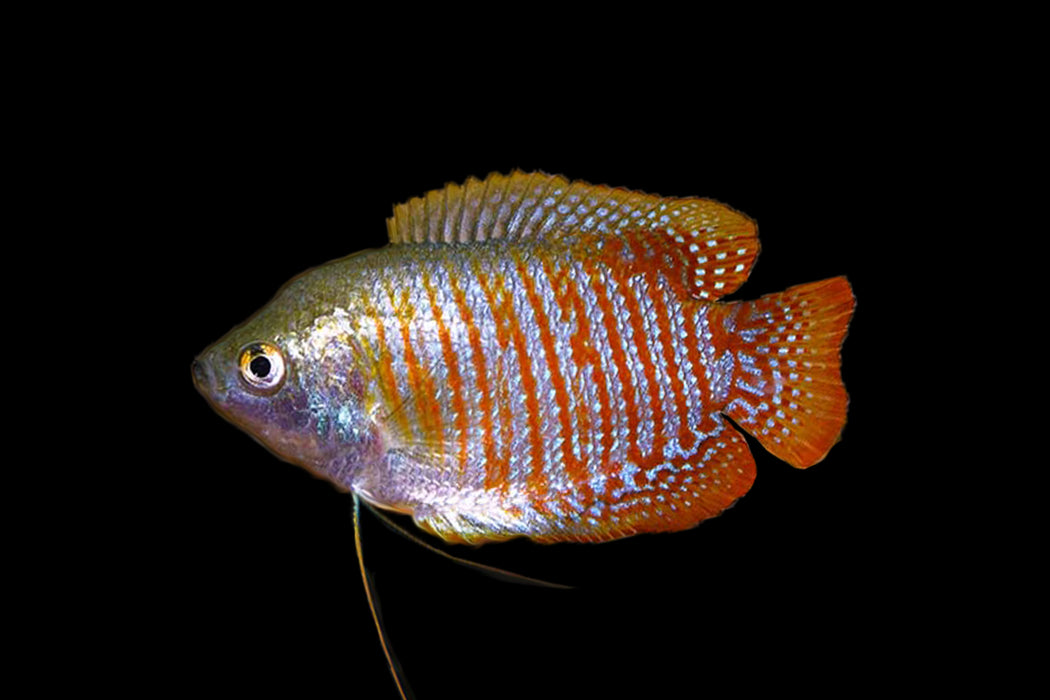 Dwarf Gourami