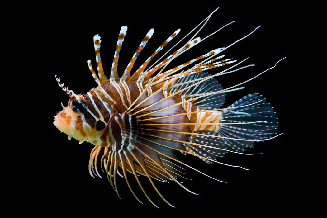 Dwarf Lionfish