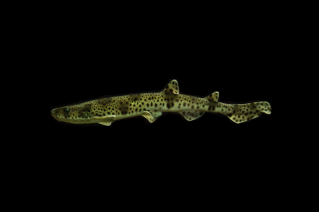 Marbled Bamboo Cat Shark