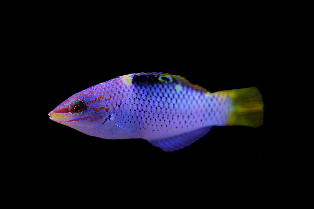 Marbled Wrasse