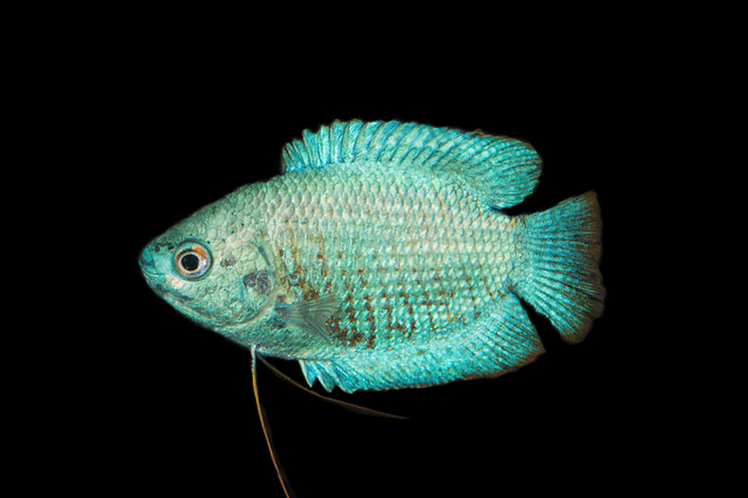 Powder Blue Dwarf Gourami