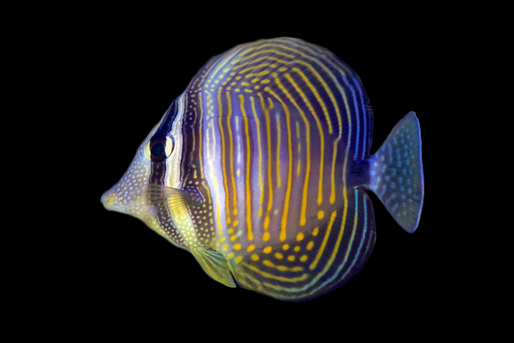 Sailfin Tang (Desjardini)