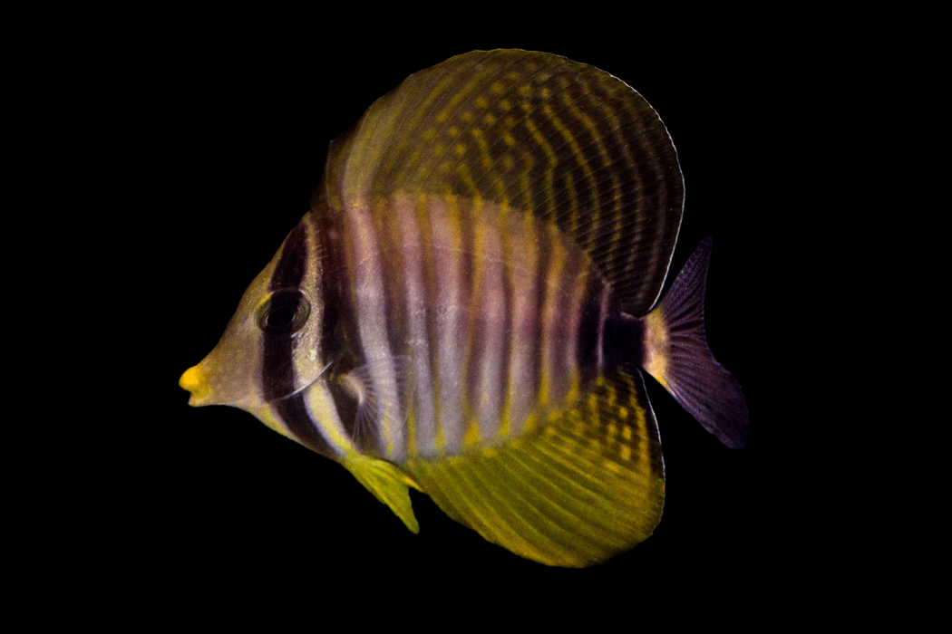 Sailfin Tang (FIJI)