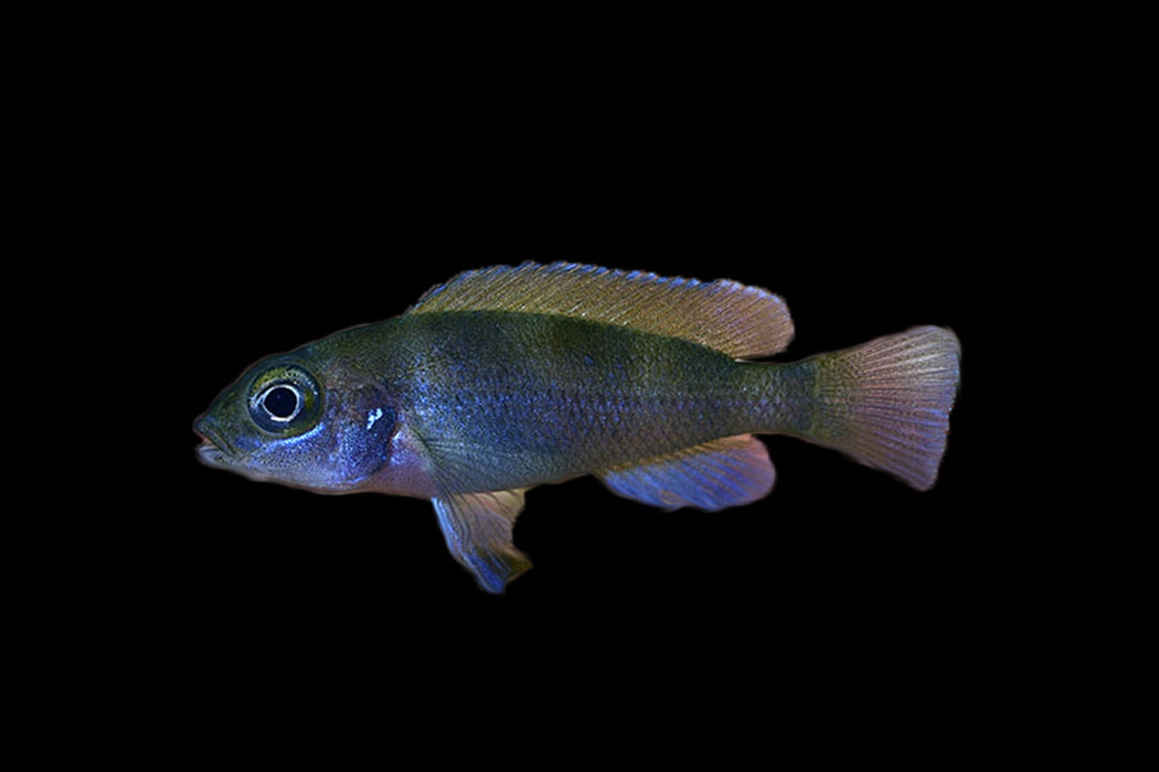 Tretocephalus Cichlid