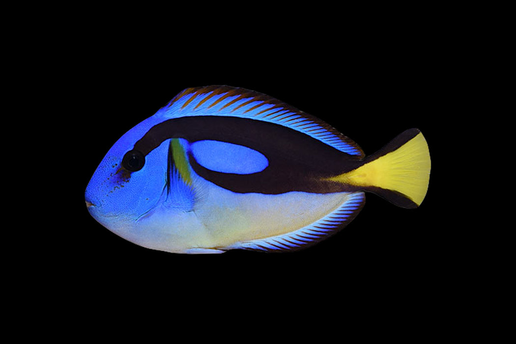 Blue Tang (AFRICA)