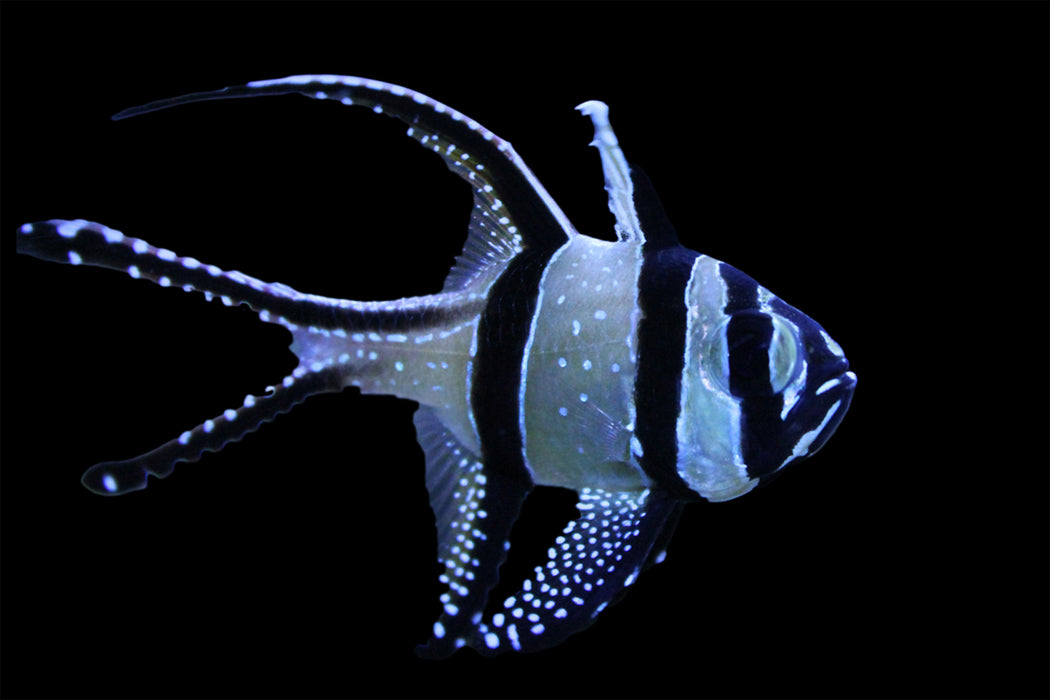 Banggai Cardinalfish