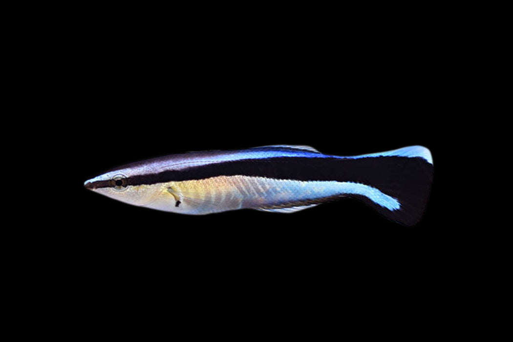 Cleaner Wrasse