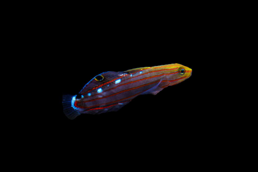 Court Jester Goby