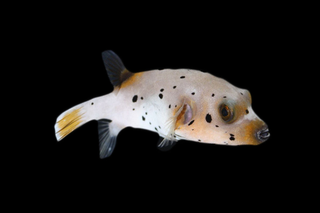 Dog Face Puffer