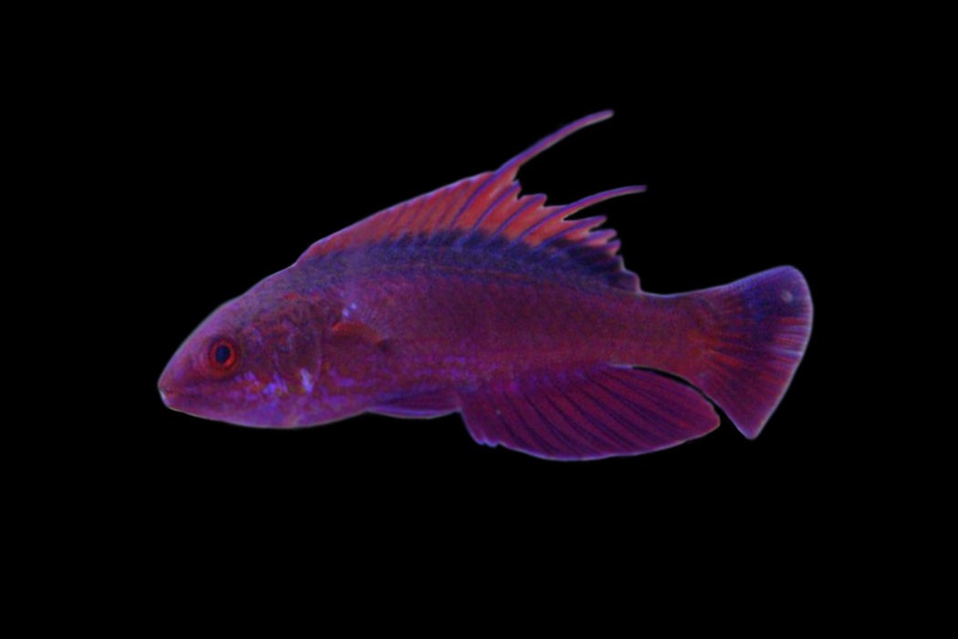 Filament Fin / Whip Fin Fairy Wrasse