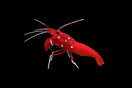 Fire Shrimp Shrimp Reef Lounge USA