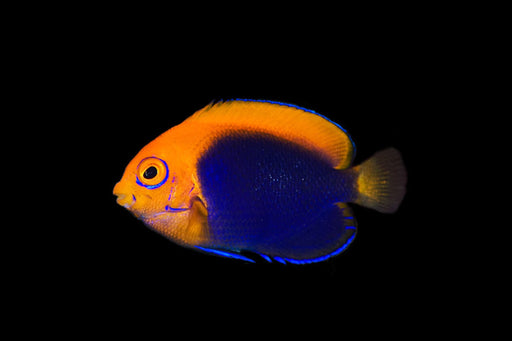 Flameback Angelfish (AFRICA) Angelfish Reef Lounge USA