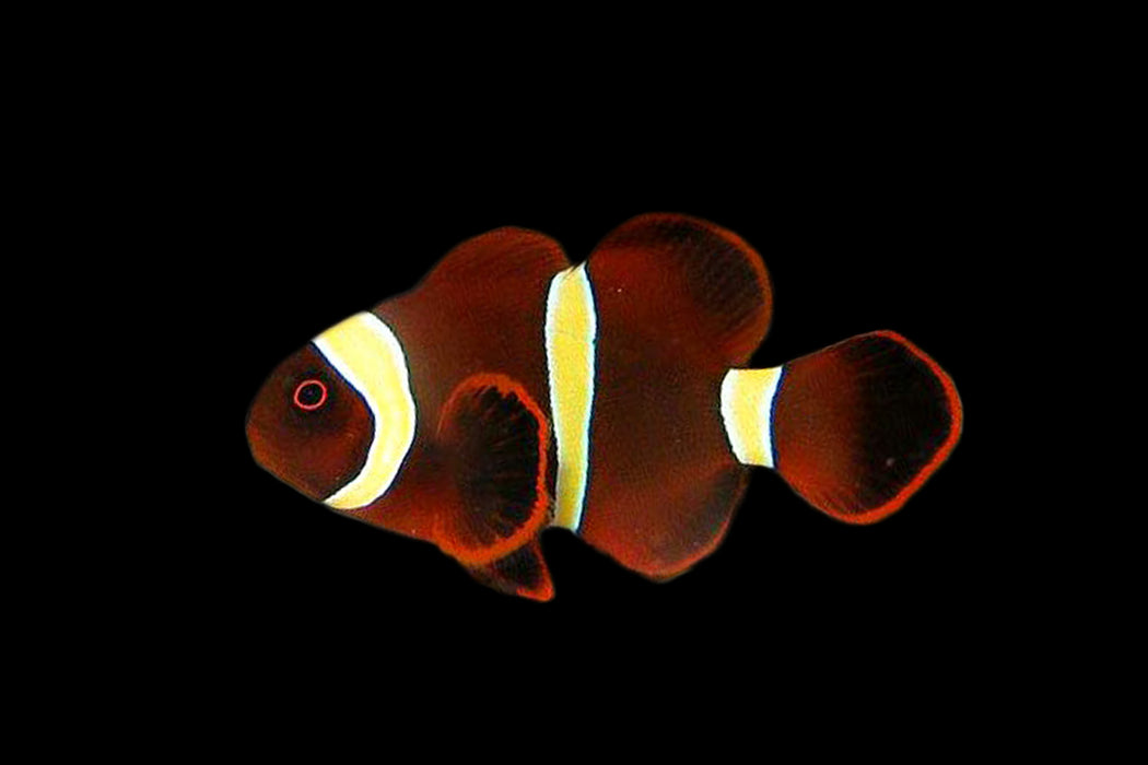 Golden Maroon Clownfish