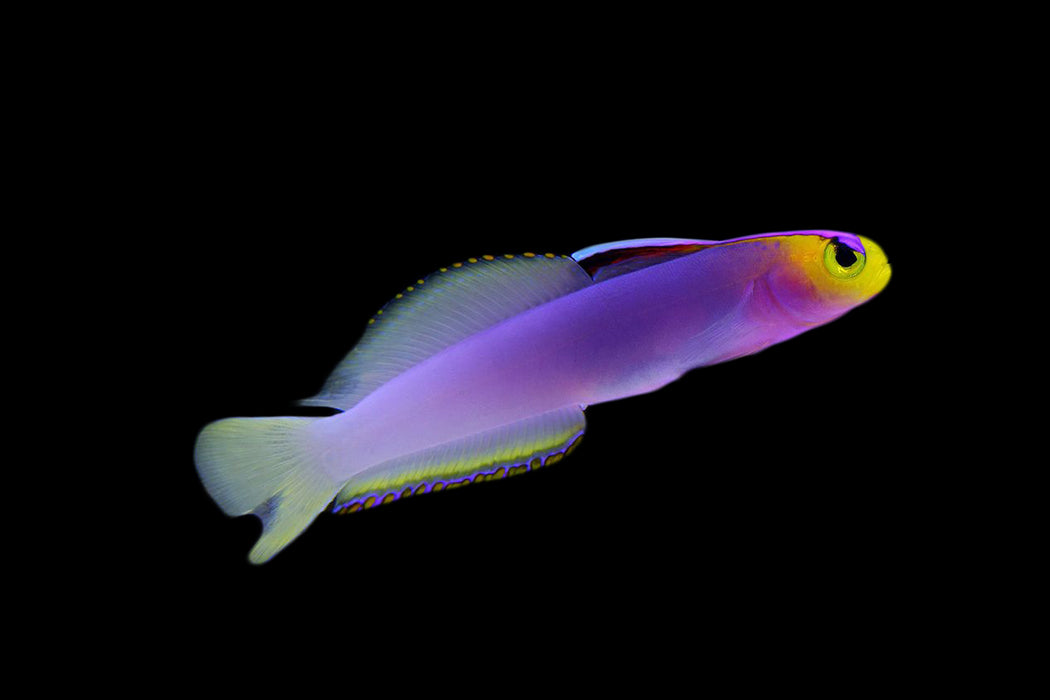 Helfrichi Firefish