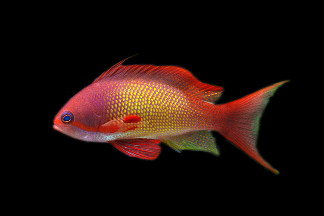 Indian Ocean Lyretail Anthias (Male)