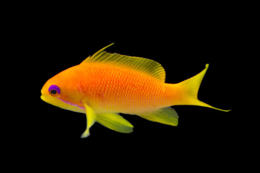 Lyretail Anthias (FEMALE) Anthias Reef Lounge USA