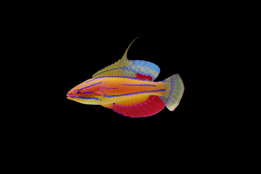 McCosker's Flasher Wrasse Wrasse Reef Lounge USA 