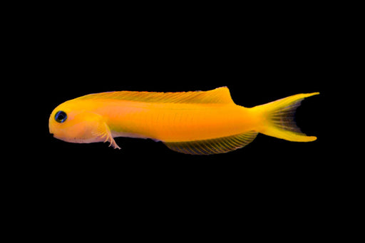 Midas Blenny Blenny Reef Lounge USA