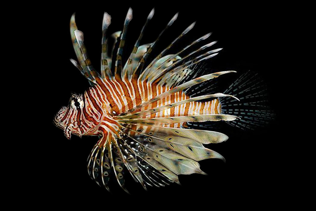 Miles Lionfish