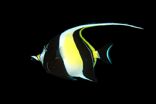 Moorish Idol Moorish Idol Reef Lounge USA