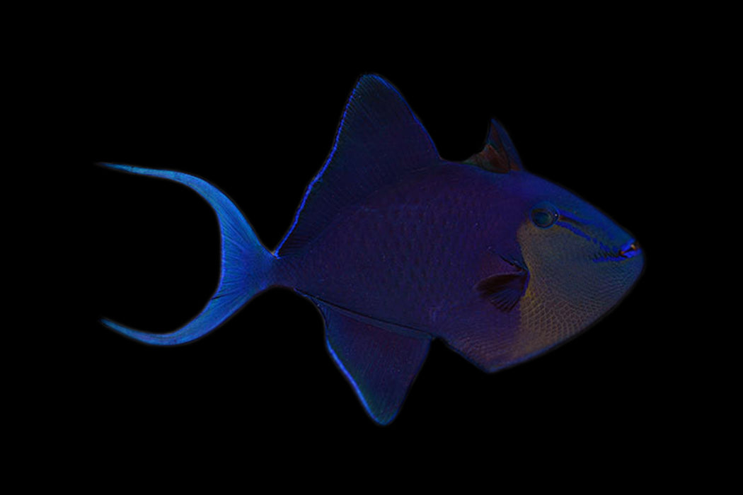 Niger Triggerfish