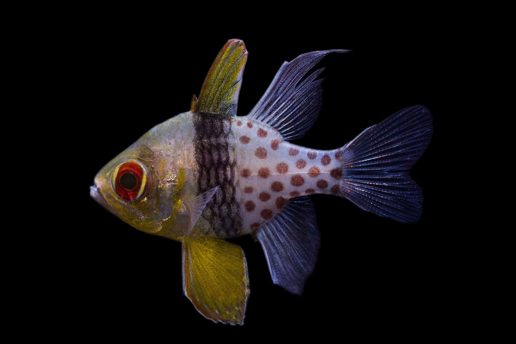 Pajama Cardinalfish