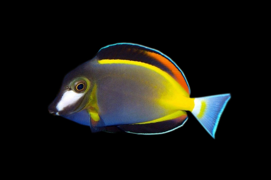 Powder Brown Tang