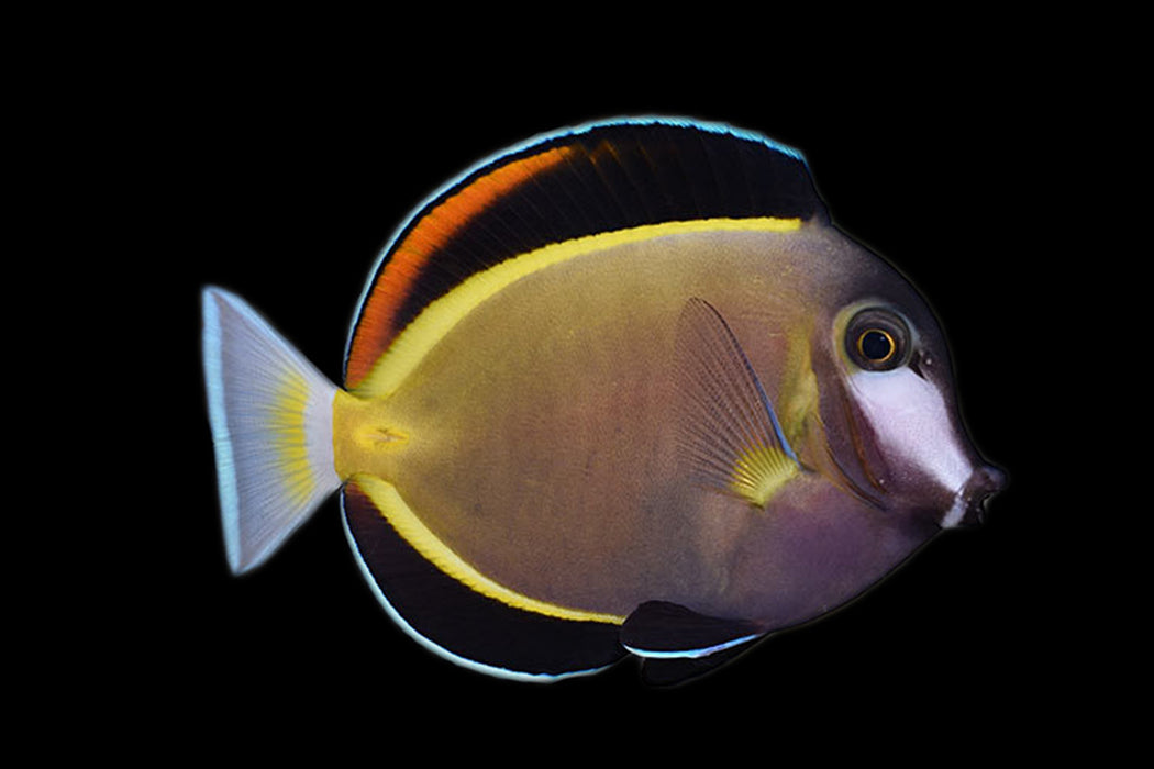 Powder Brown Tang