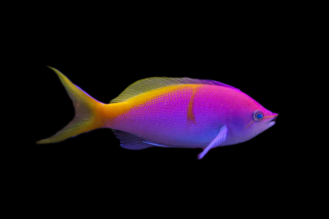 Princess Anthias