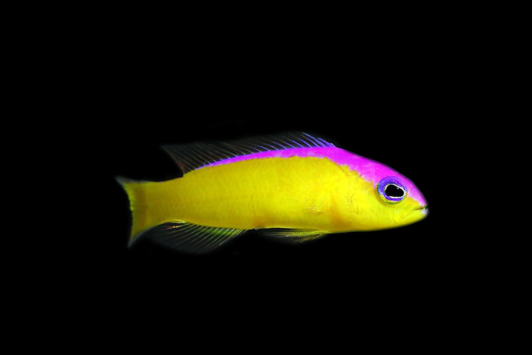 Purple Stripe Dottyback