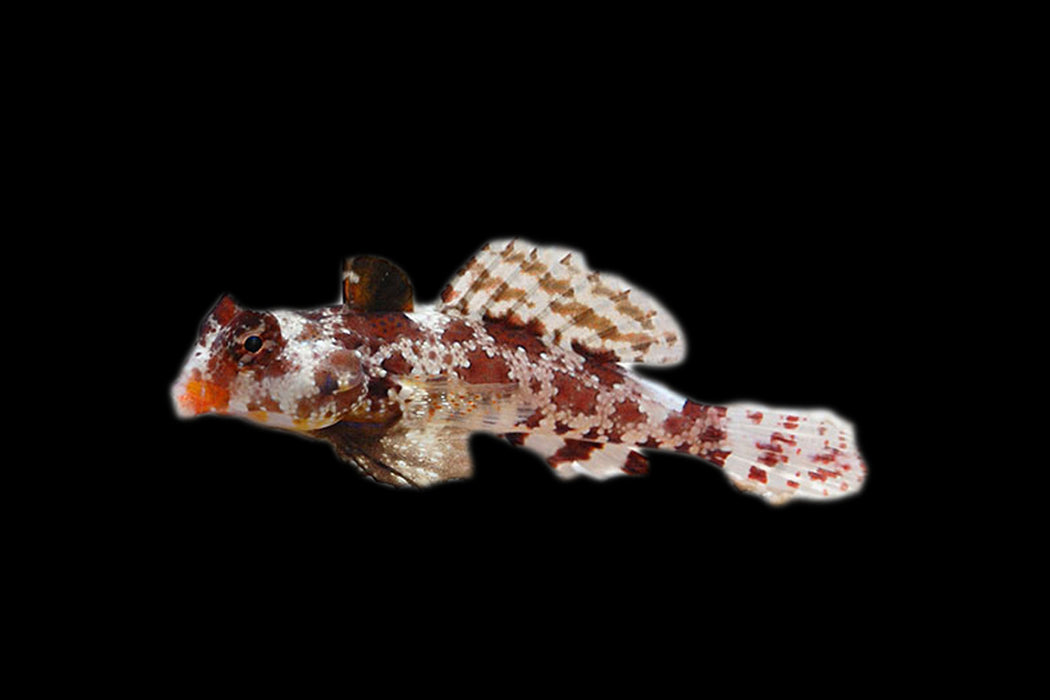 Red Scooter Blenny