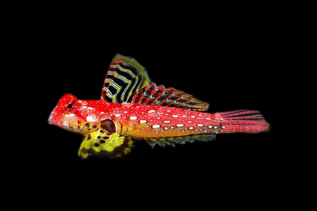 Ruby Red Dragonet