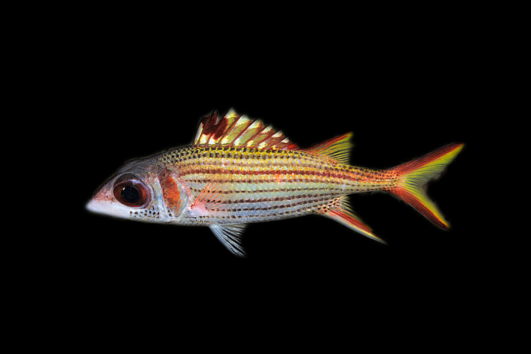 Sammara Squirrelfish