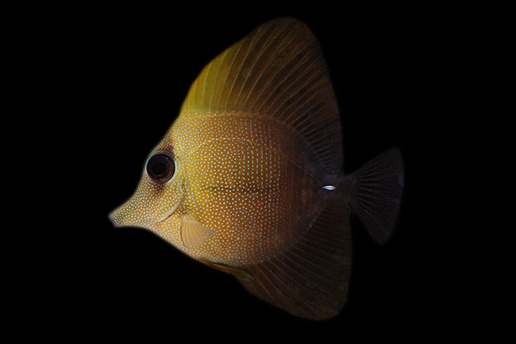 Scopas Tang (INDO)