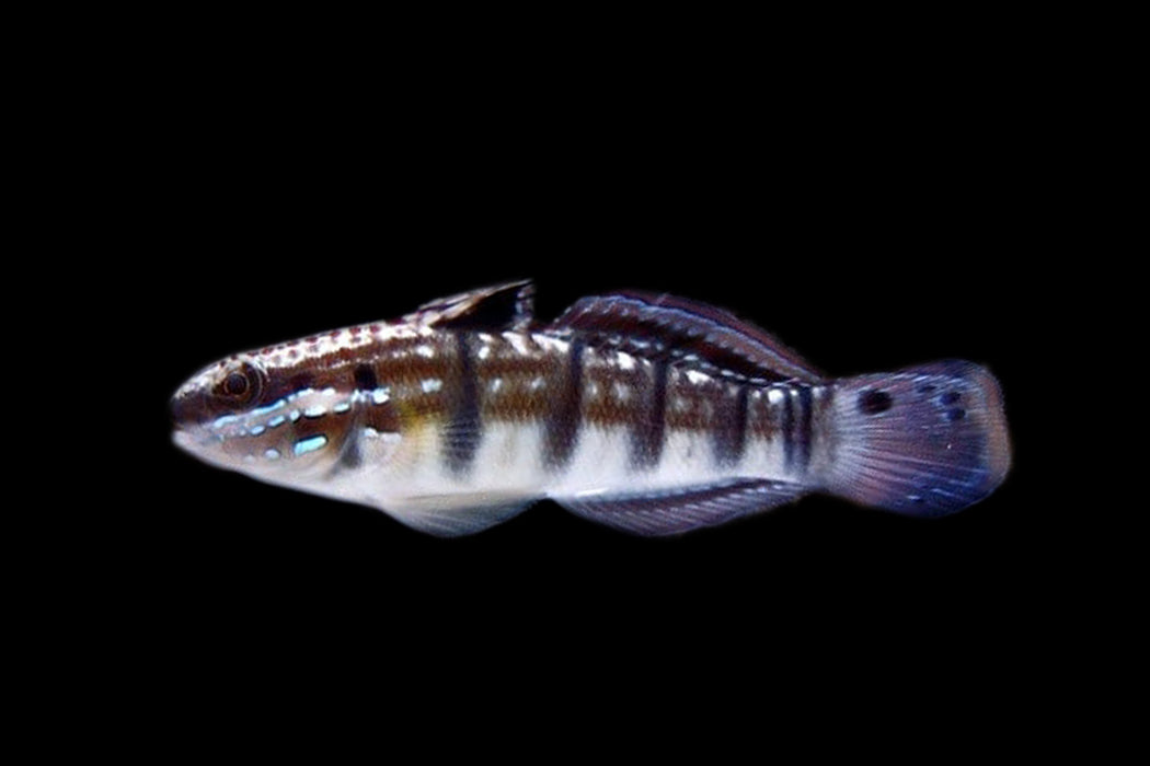 Sleeper Banded Goby