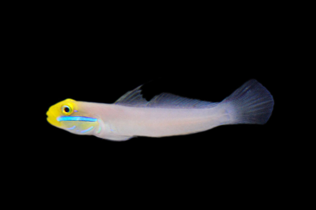 Sleeper Goby