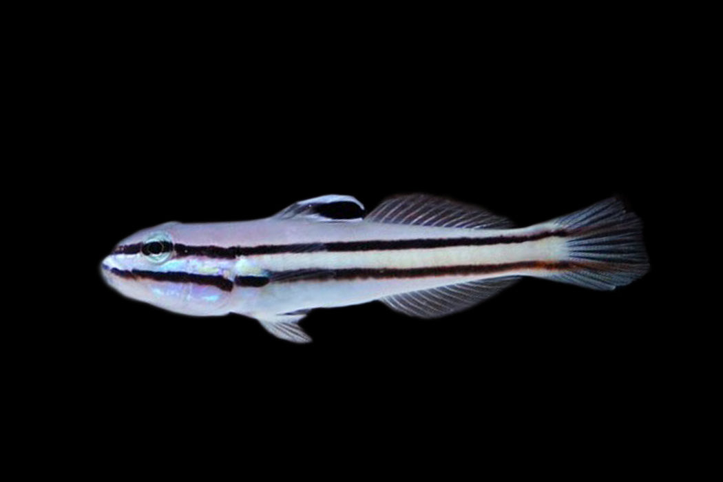 Sleeper Railway Glider Goby