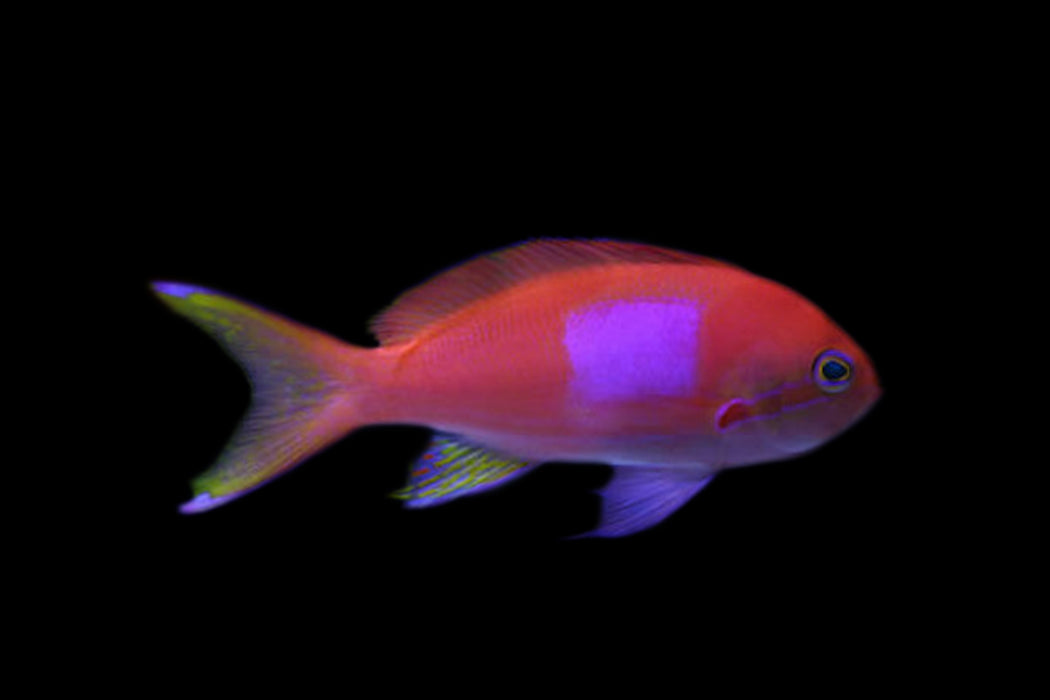 Squareback Anthias