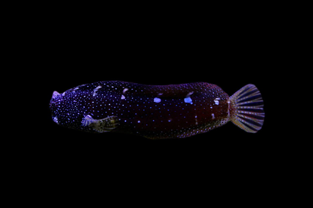 Starry Blenny