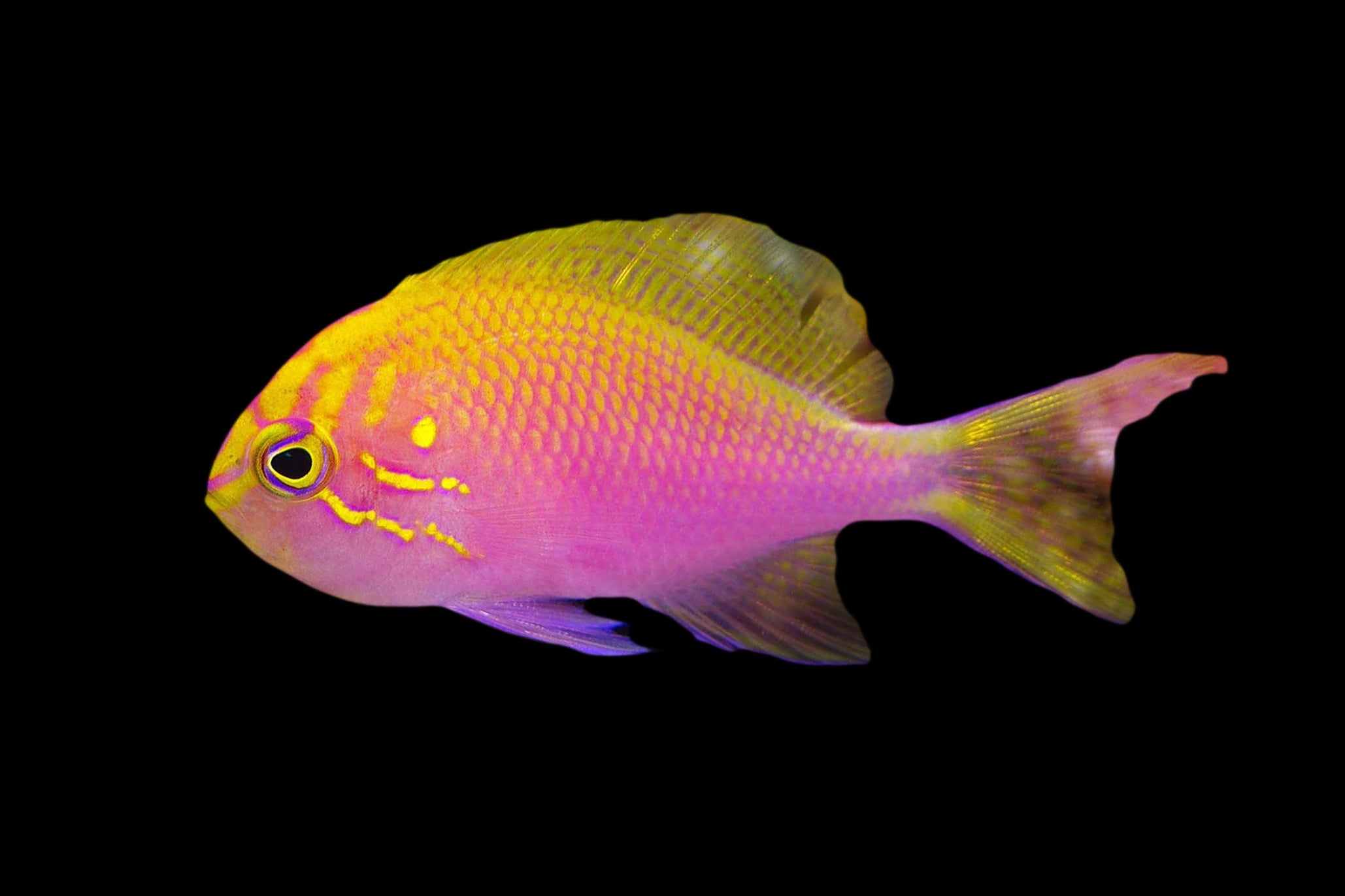 Fathead Sunburst Anthias — Reef Lounge Fish