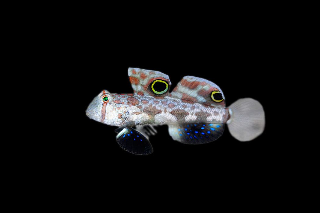 Two Spot Goby